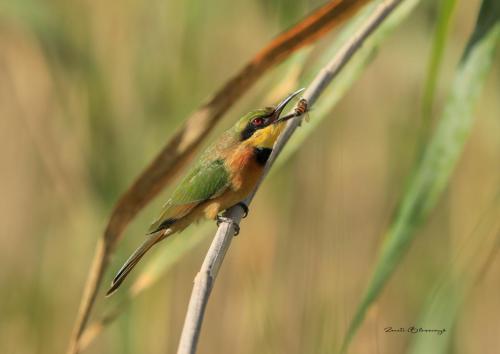 Little bee-eater 