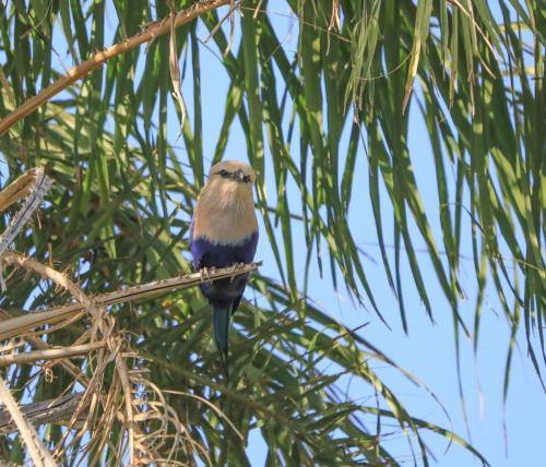 Blue bellied roller