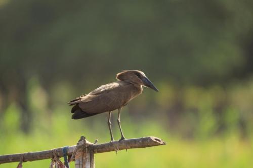Hammerkop 