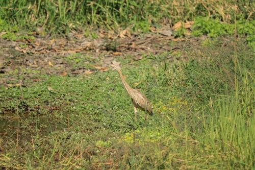 Squacco heron 2