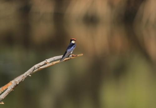 Swallow 2