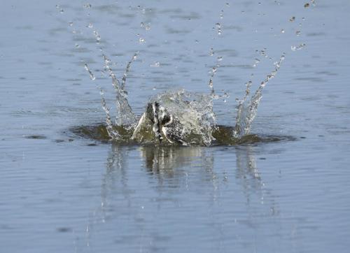 Pied kingfisher dive 2