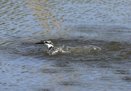 Pied kingfisher dive
