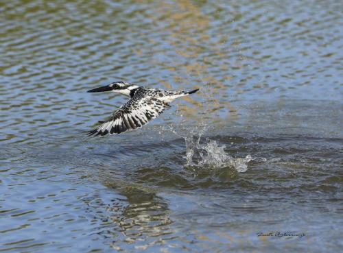 Pied kingfisher 2