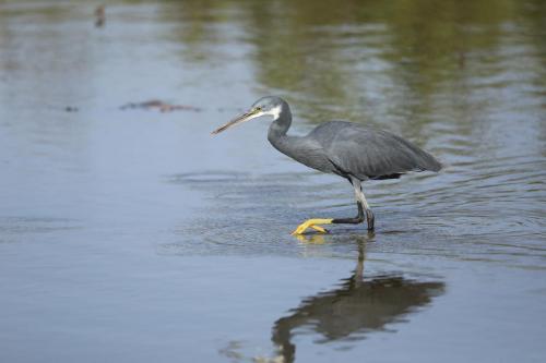 Reef heron