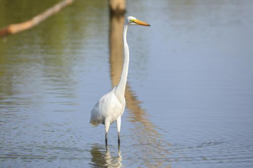 Great egret