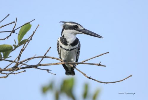 Pied kingfisher 3
