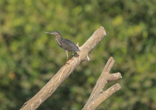Green backed heron