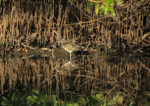 Greater painted snipe