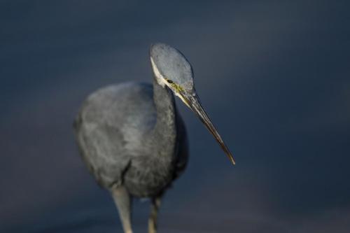 Reef heron 2