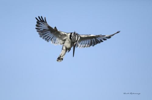 Pied kingfisher 3
