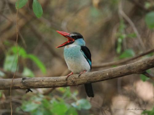 Blue-bellied kingfisher 2