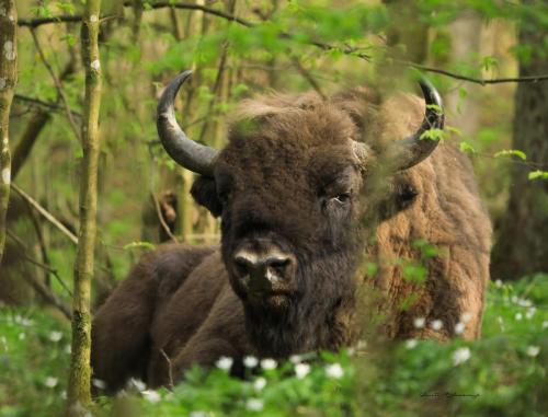European bison 3