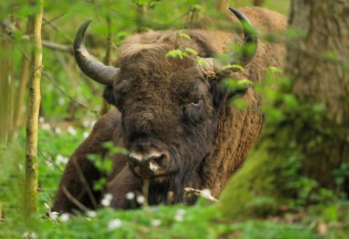 European bison 1