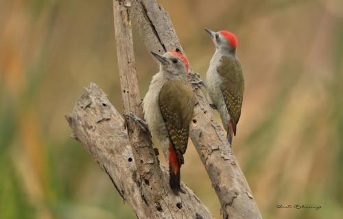 Grey woodpeckers 