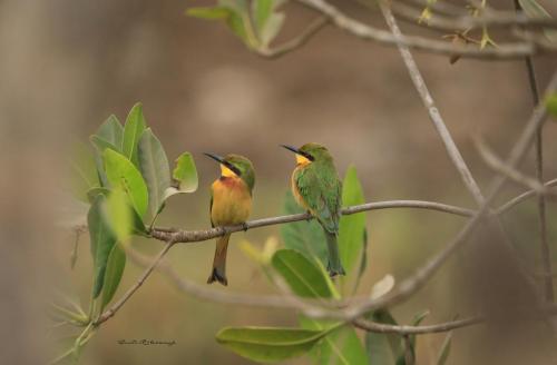 Little bee-eaters