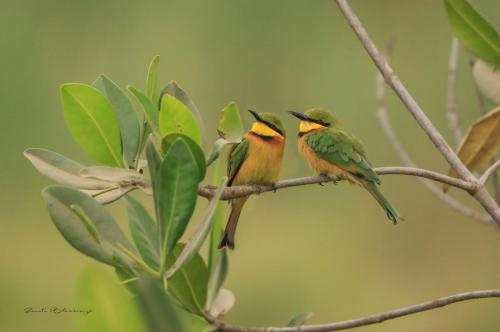 Little bee-eaters 2