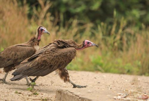 Hooded vulture 