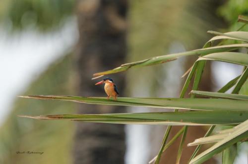 Malachite kingfisher 2