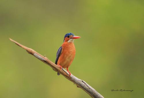 Malachite kingfisher 3