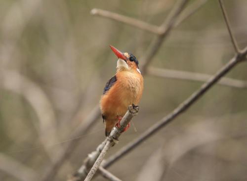 Malachite kingfisher