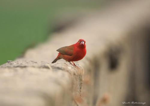 Red-billed firefinch