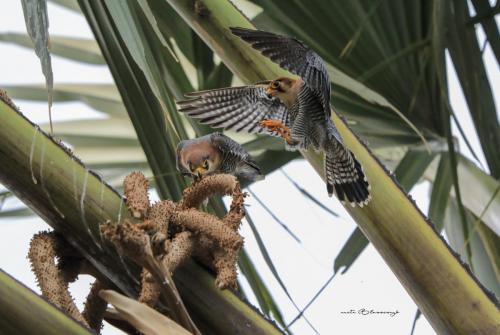 Red-necked falcon mating 2