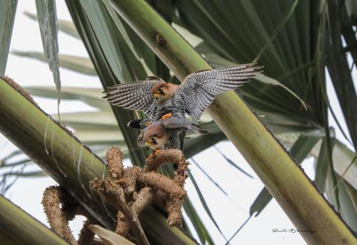 Red-necked falcon mating