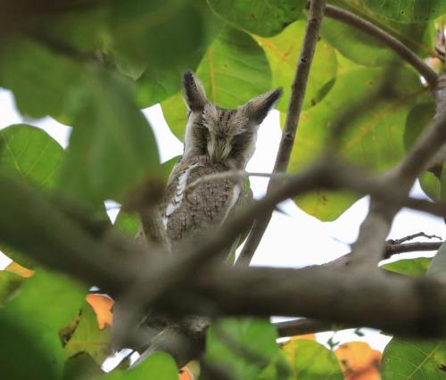 Northern white faced scops owl