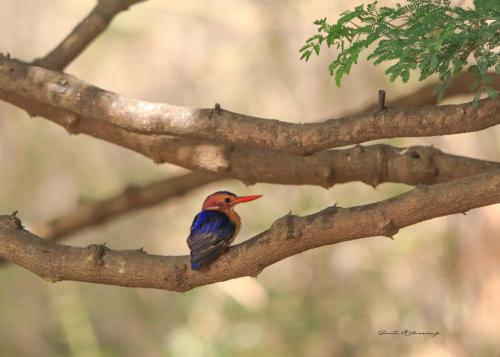 Pygmy kingfisher