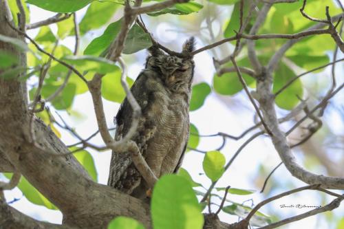 Greyish eagle owl 2