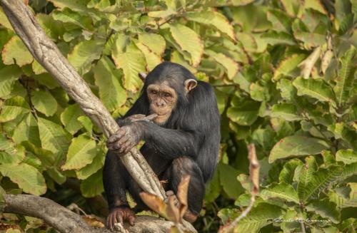 Chimpanzee 4