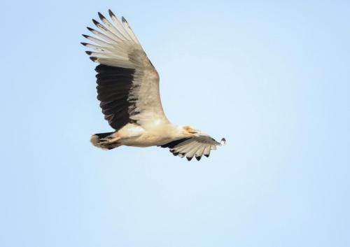 Palmnut vulture 