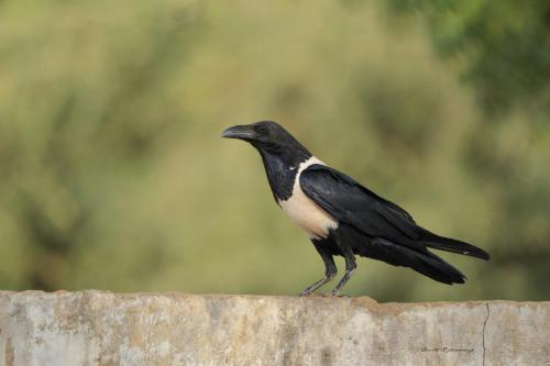 Pied crow