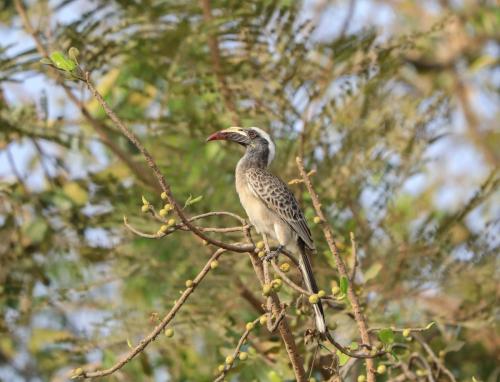 African grey hornbill (female)