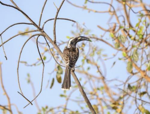 African grey hornbill (male)