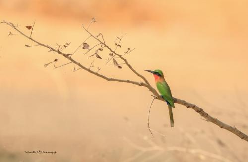 Red-throated bee-eater