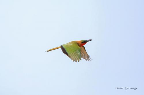 Red-throated bee-eater 2