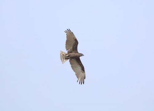 Brown snake eagle