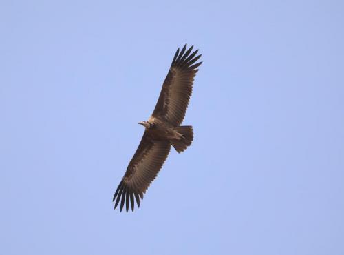 Hooded vulture