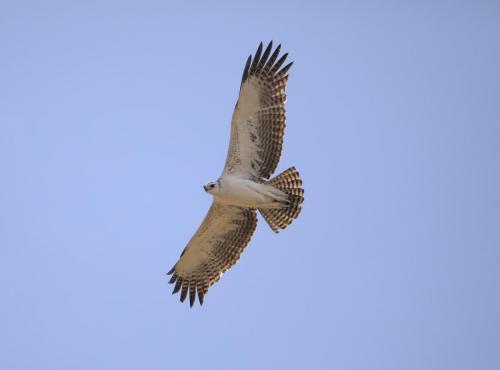 Martial eagle juvenile