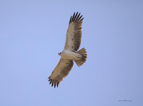 Martial eagle 2