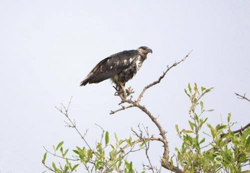 Fish eagle 2