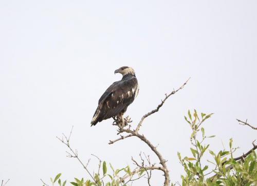 Fish eagle