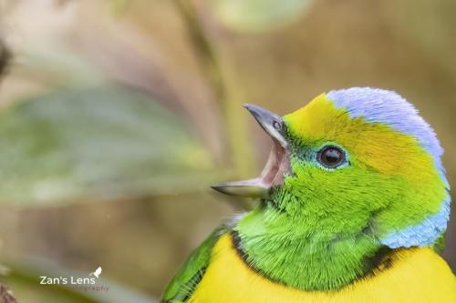 Singing-the-heart-out