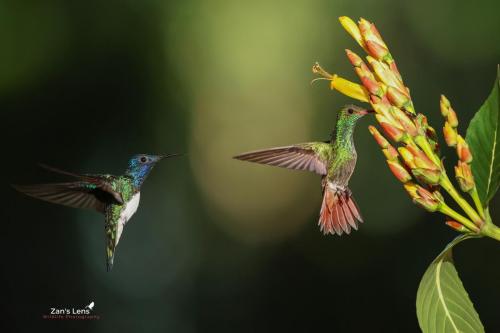 WingedLide RacingForNectar