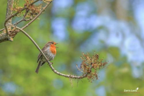 robin edited (1) (1)